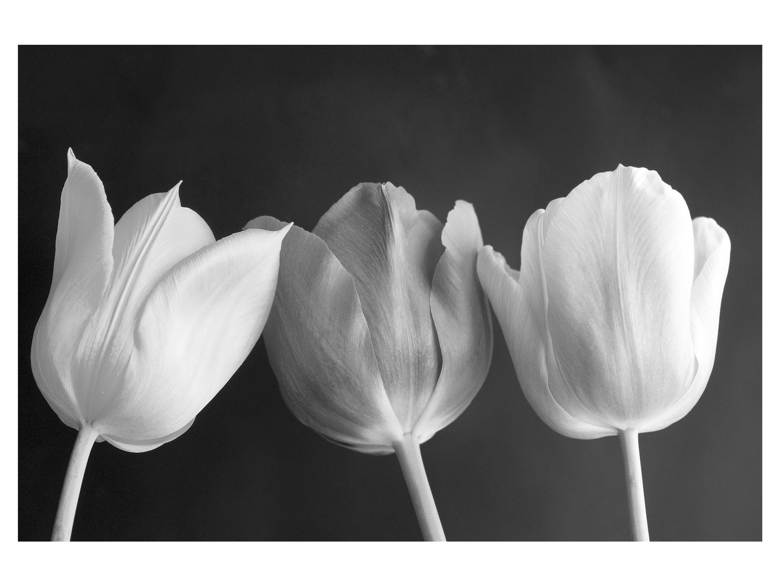 Acrylic Artworks Collection